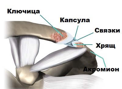 анатомия АКС