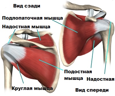 вращательная манжета