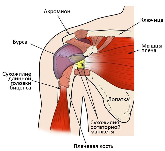 Схема мышц плечевого сустава