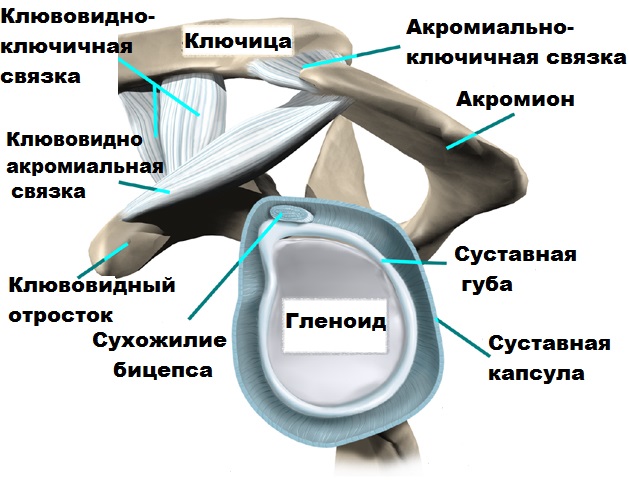 Акромиально ключичная мышца. Связки акромиально-ключичного сустава. Акромиоключичная связка. Акромиально-ключичный сустав суставные связки. Связки акромиально-ключичного сустава мрт.