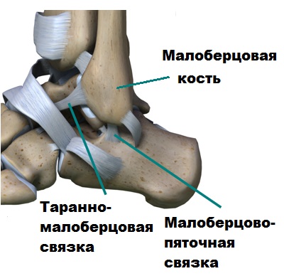 Связки голеностопного сустава фото
