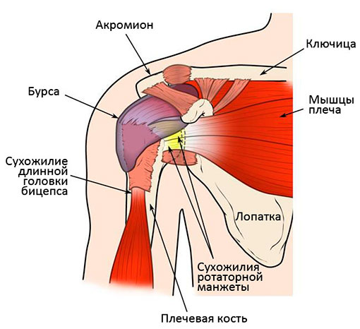 части плечевого сустава