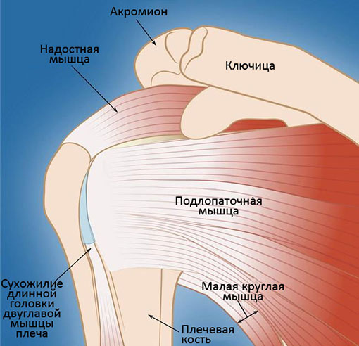 сухожилия ротаторной манжеты плечевого сустава