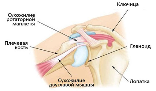 анатомия плечевого сустава и мышц плеча