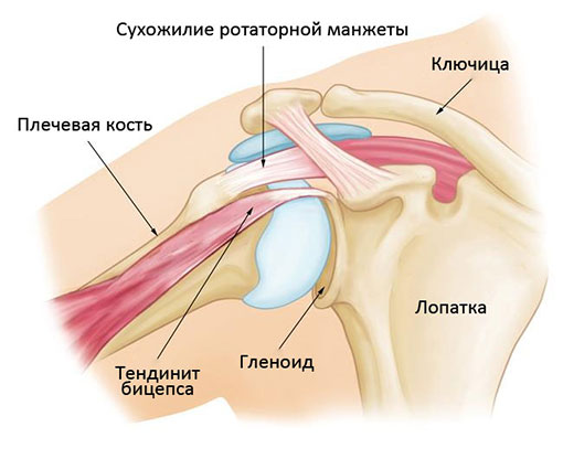 сухожилие двуглавой мышцы