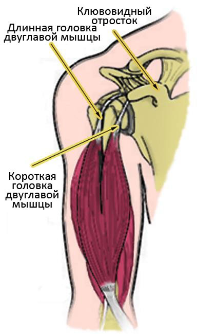 крепления мышц человека